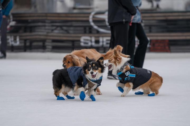 Pet Friendly Dog Days of Winter at the U.S. National Whitewater Center