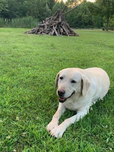 Dog Events In Virginia Bringfido
