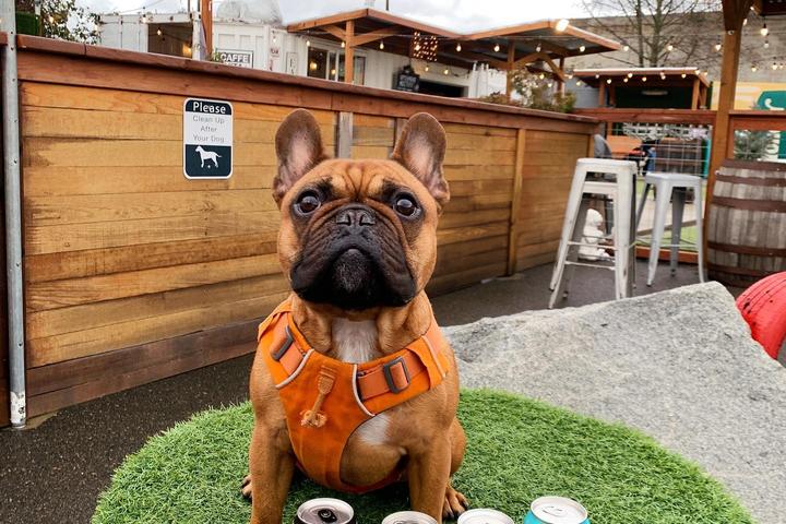 Pet Friendly French Bulldog Meetup at the Dog Yard Bar