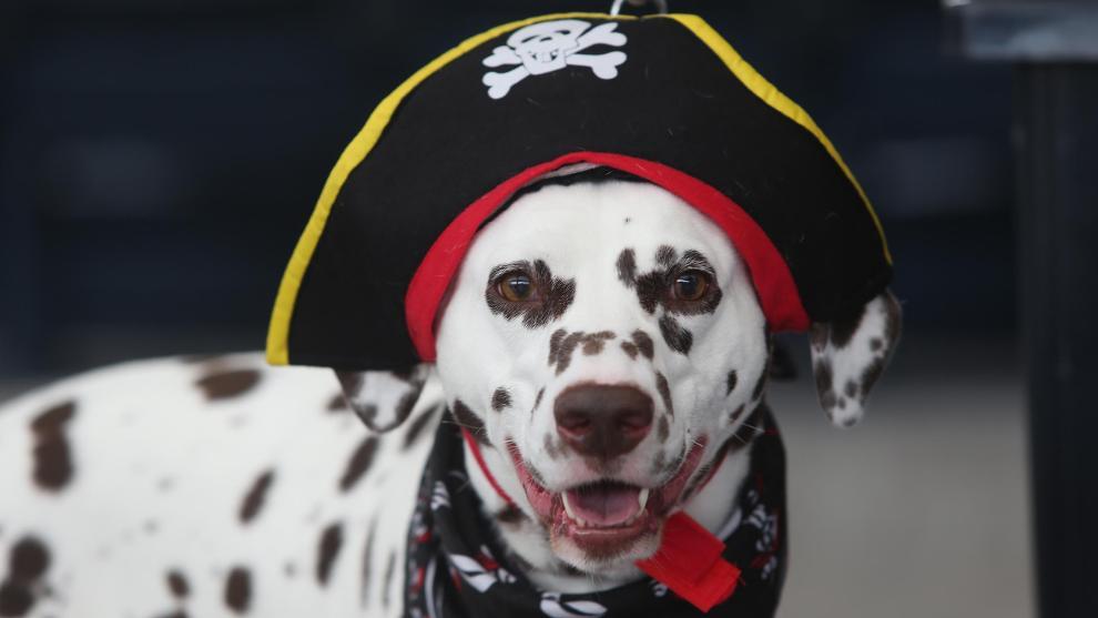 The Pittsburgh Pirates roll out the red carpet for Pup Night