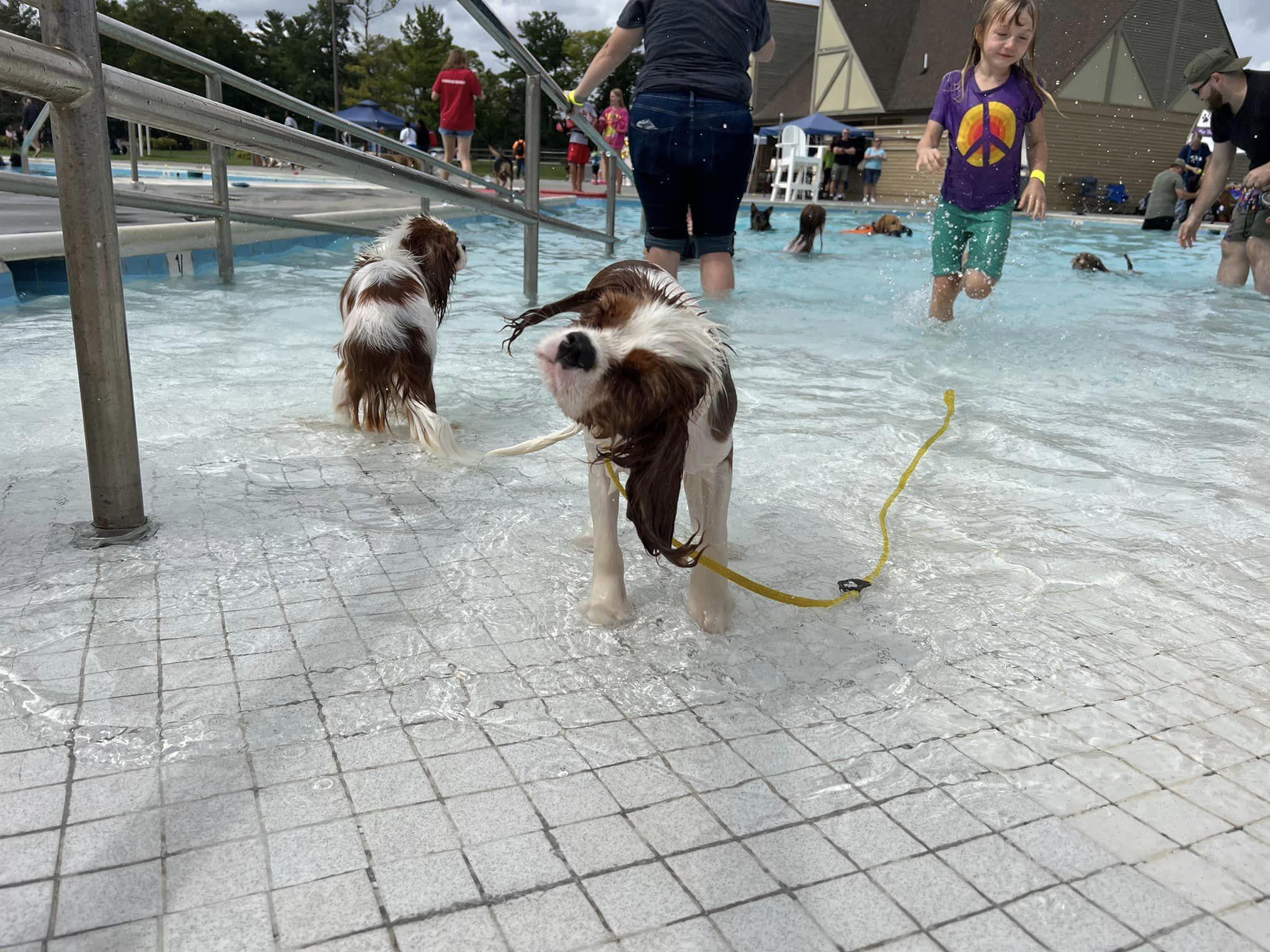 Pet Friendly Charity Dog Walk and Pool Pawty