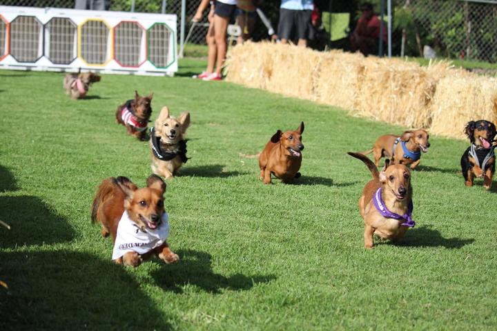 Pet Friendly Hawai'i Wiener Derby