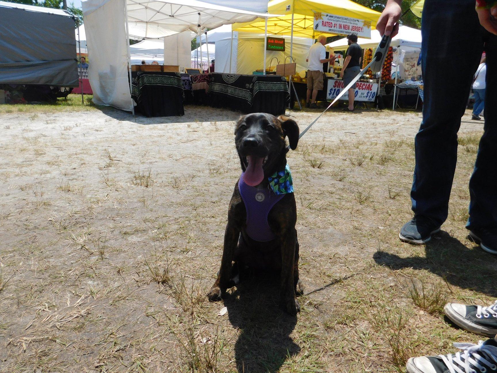 Pet Friendly Whitesbog’s Blueberry Summer Fest