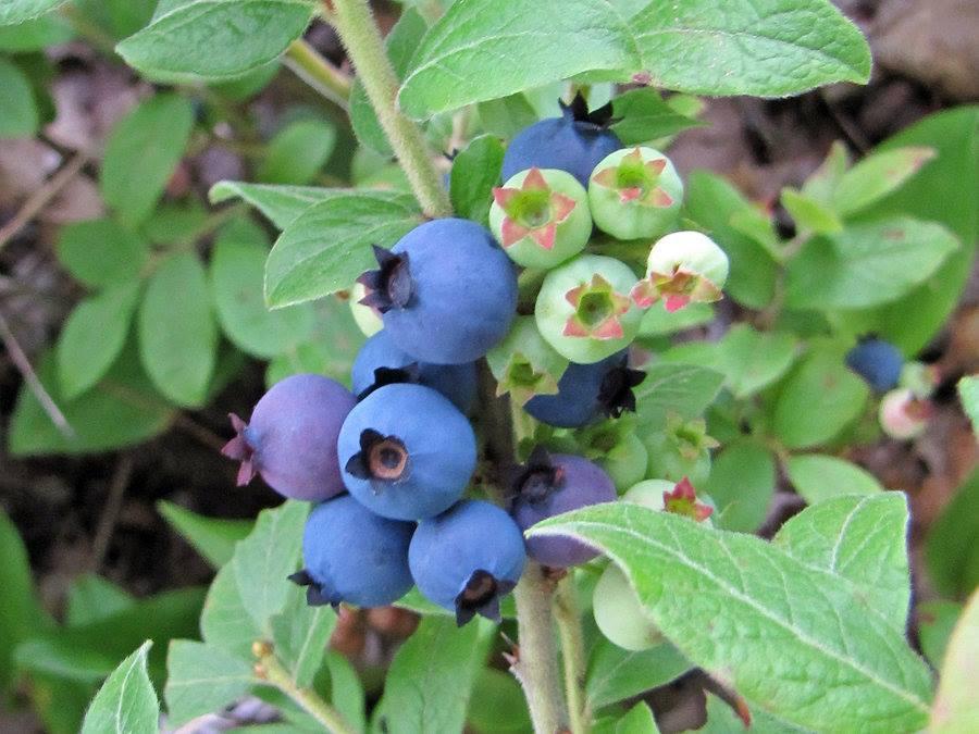 are dogs allowed at the blueberry festival