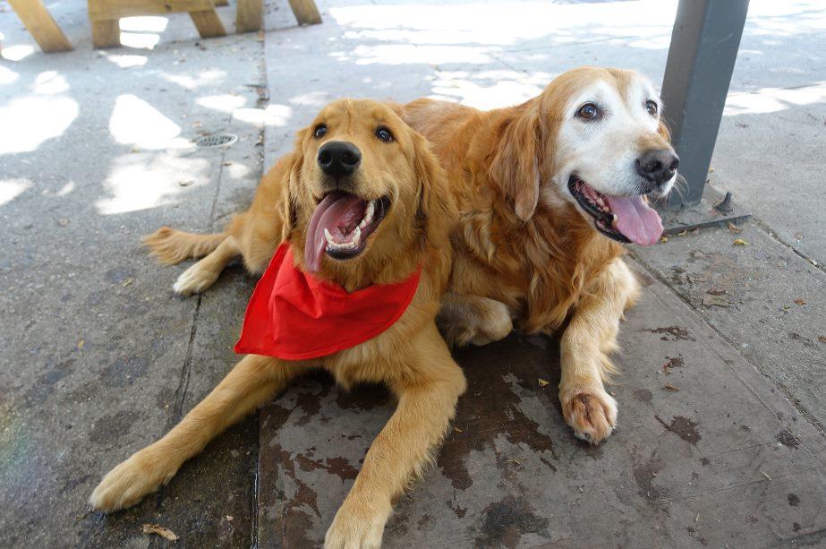 Pet Friendly Red, White, and Woofs: A Dog-Friendly Yappy Hour