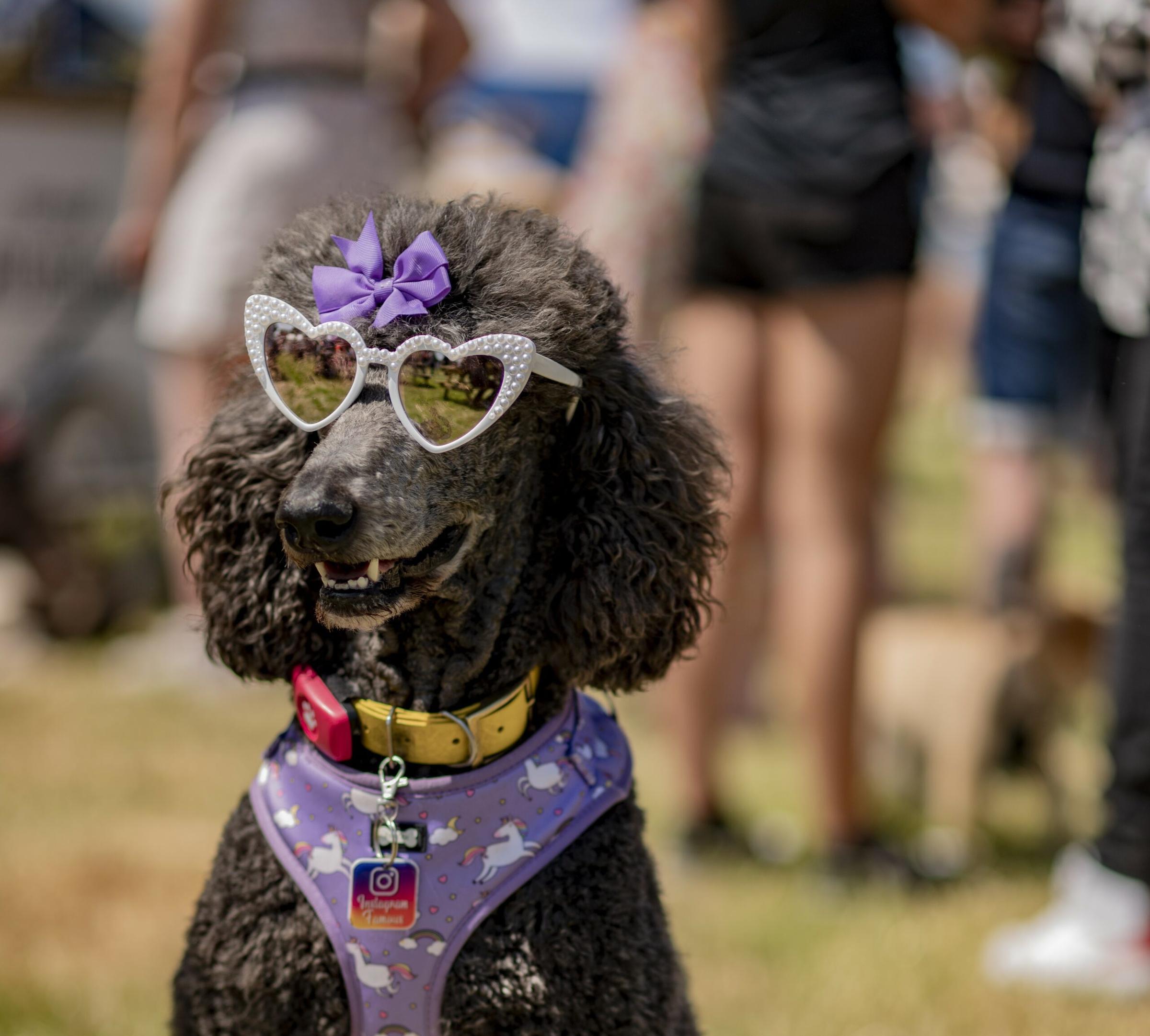 Pet Friendly Dogstival