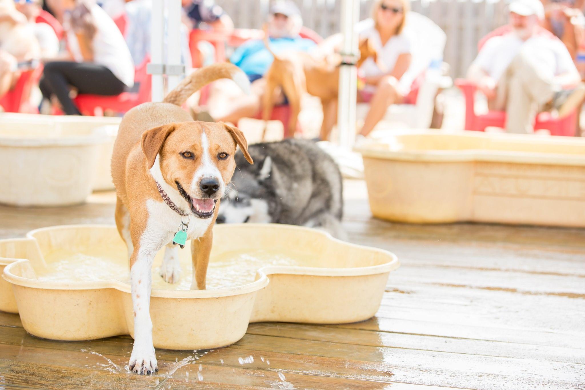 New Jersey beach town bar's 'Yappy Hour' lets dogs unwind with their owners
