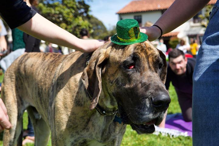 Dog Events In California Bringfido Dog Events Ca Bay Area 2022