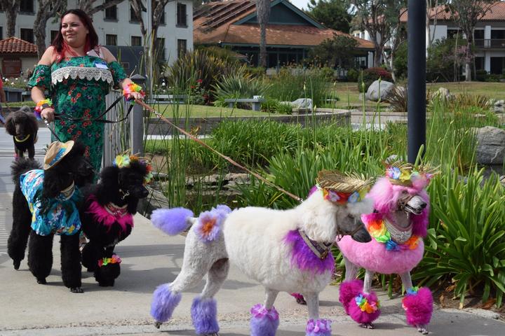 Pet Friendly Poodle Palooza Extravaganza