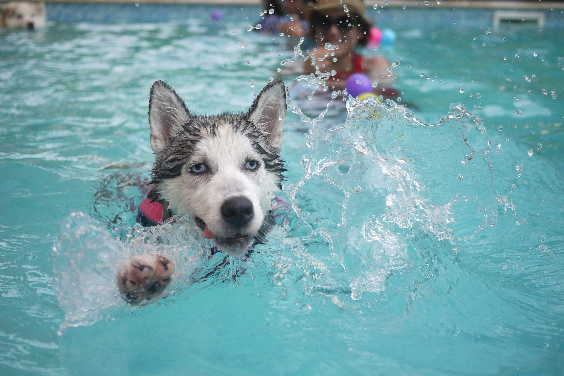 Pet Friendly Hot Dippity Dog Swim