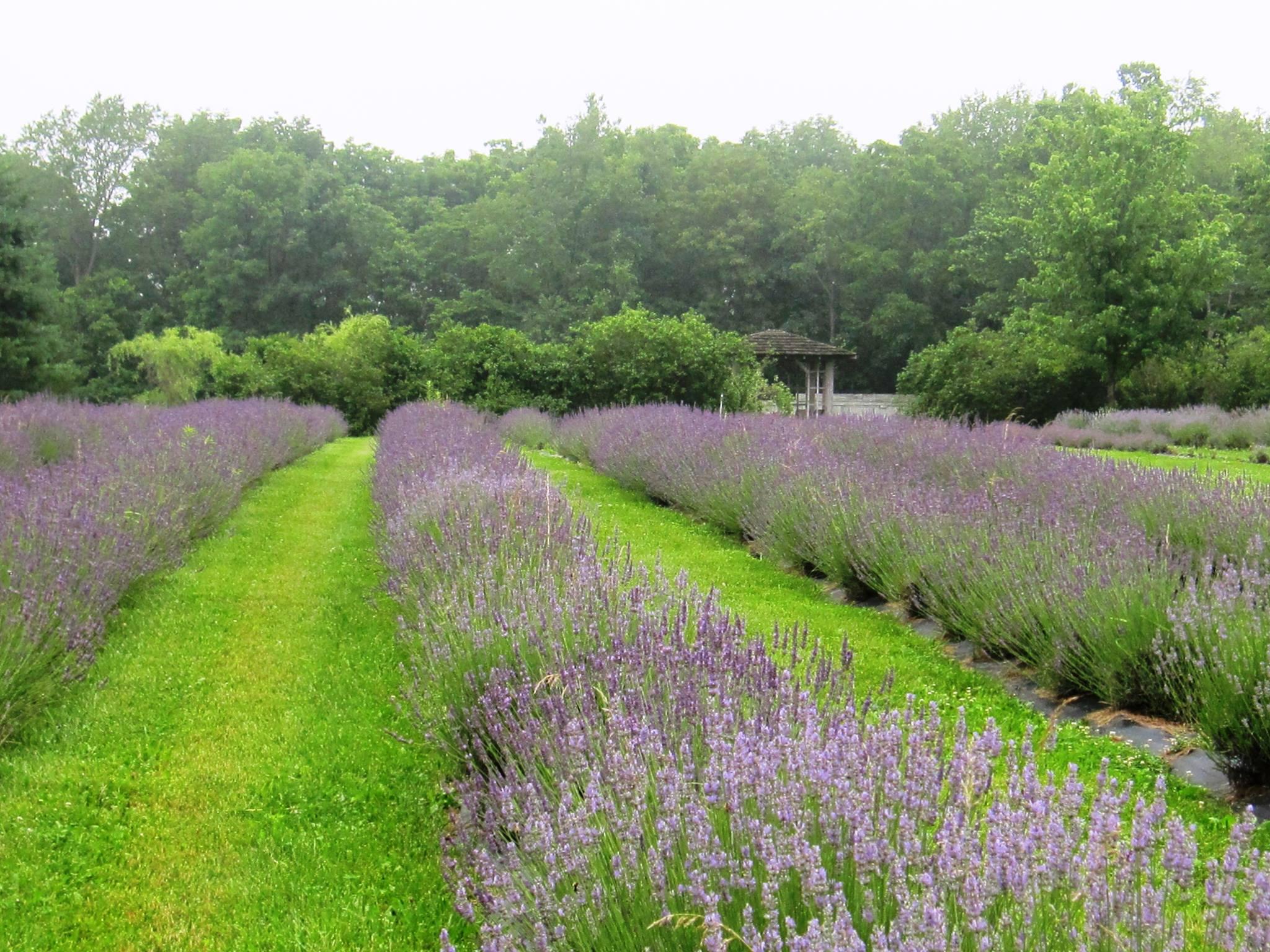 Pet Friendly Opening Day at Willowfield Lavender Farm