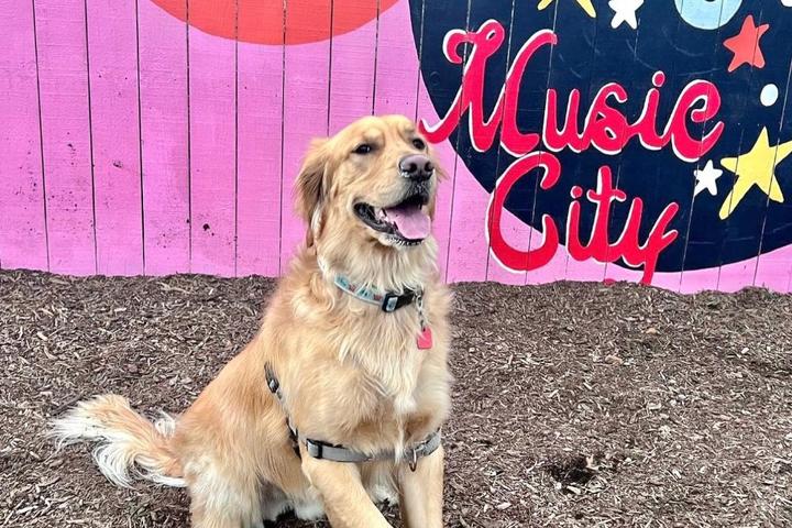 Pet Friendly King of Pups Wednesdays at Gulch Dog Park