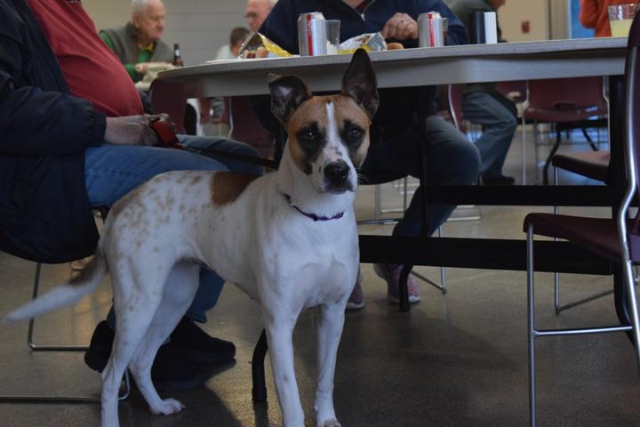Pet Friendly Yappy Hour at SPCA Albrecht Center for Animal Welfare