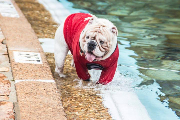 Pet Friendly Liberty Bell Pool Dog Splash and Luau