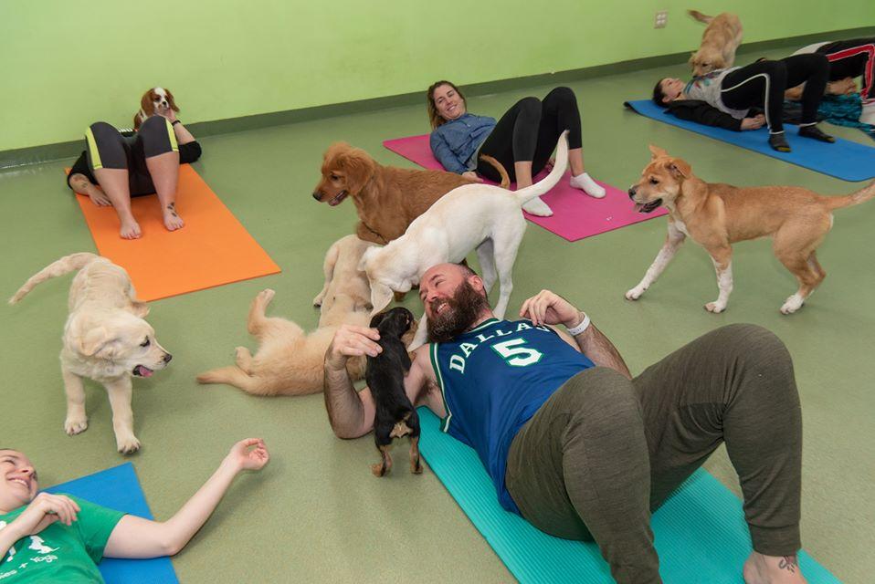 Yoga Maiden on X: 🐶🐶Flip Your Dog Into Wild Thing⁠🐯🦁 ⁠#yoga  #yogamaiden  / X