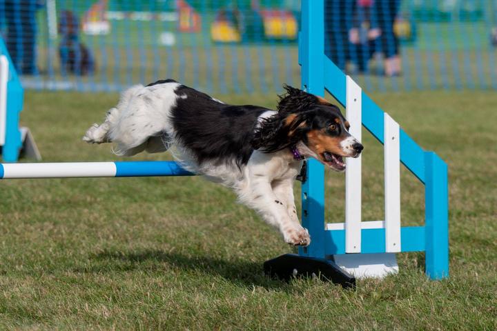 Pet Friendly Paws in the Park Sussex Show