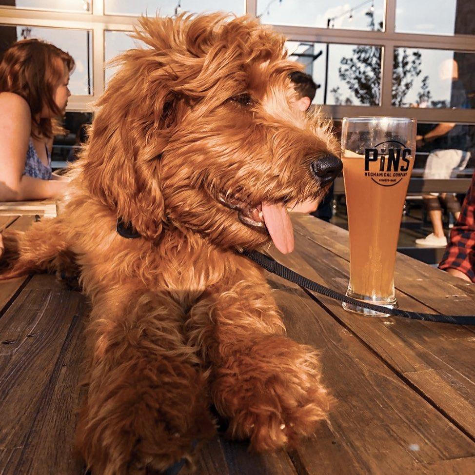 Pet Friendly Bottleworks Market