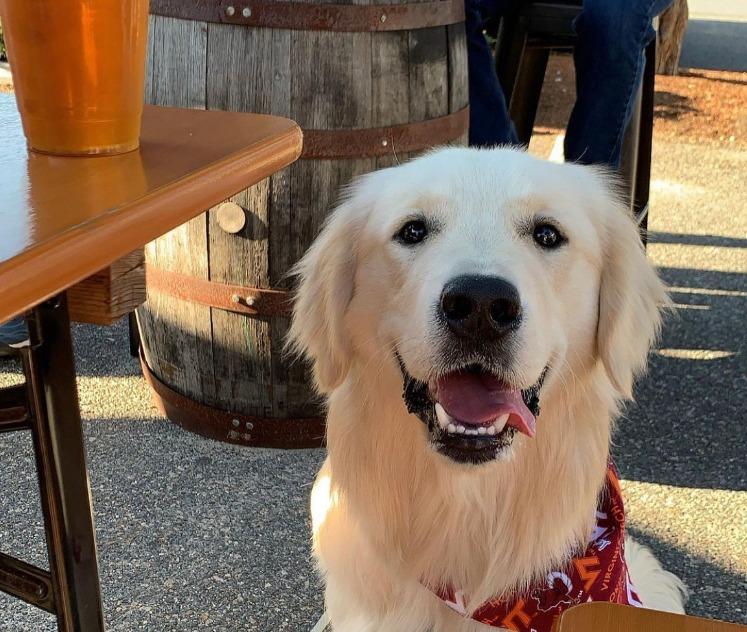 Pet Friendly Yappy Hour at Cape Cod Beer