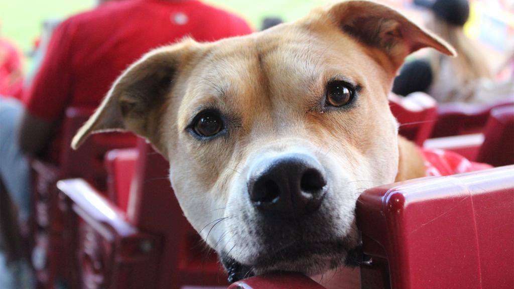 PHOTOS: Bark in the Park at Great American Ball Park, June 7