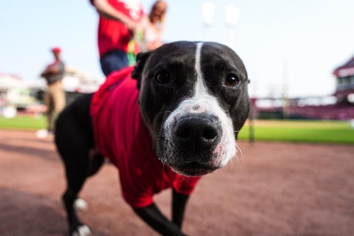 Pet Friendly Bark at the Park with the Cincinnati Reds