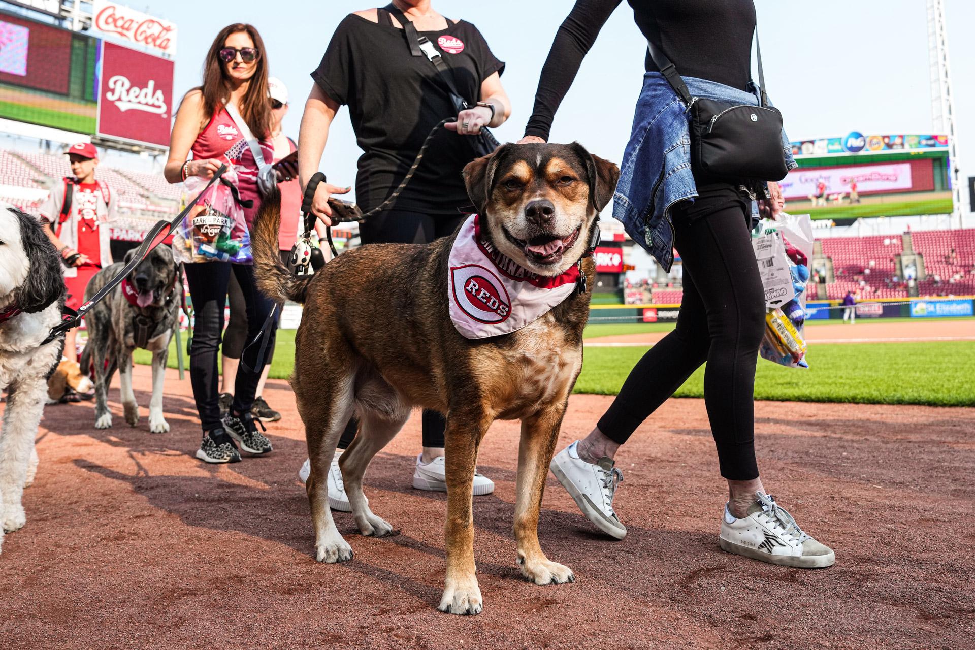 Great American Ball Park to host Bark in the Park on June 8