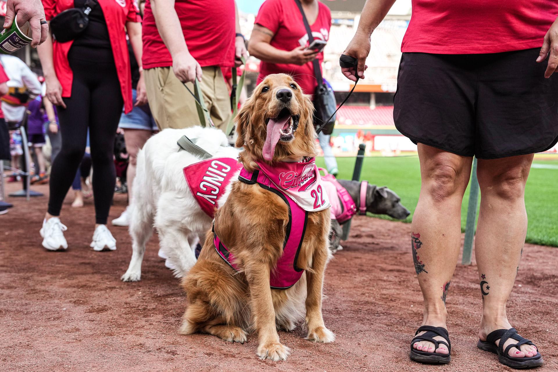 National Dog Day: 50 good boys from Cincinnati Reds' Bark in the Park