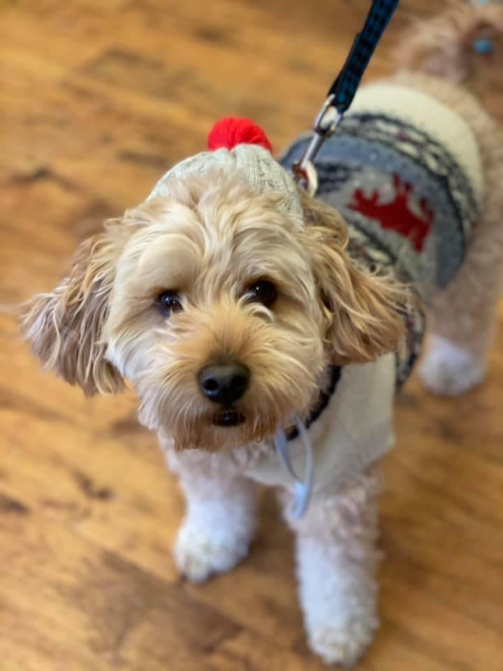 BringFido to Soups On For the Dogs