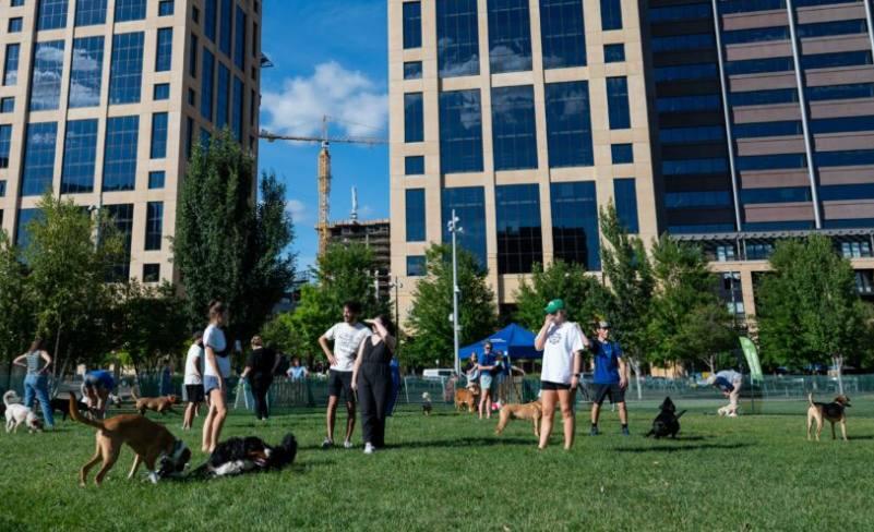 Pet Friendly Pop-Up Dog Park at The Commons