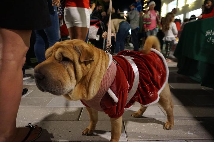 Pet Friendly Howliday Yappy Hour at Bell Tower Shops