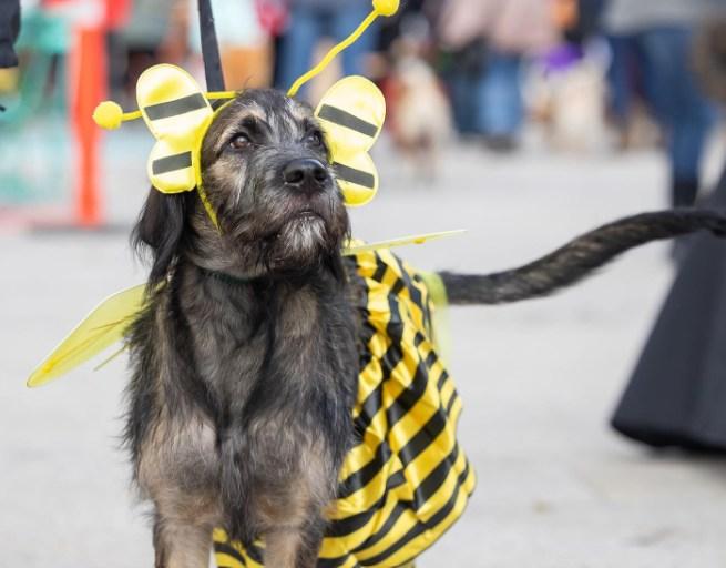 Pet Friendly Annual Howloween Pooch Party