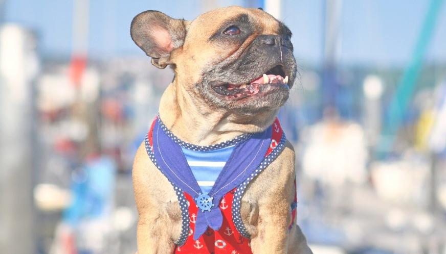 Pet Friendly Dog-Friendly Paw-rate Cruise on the Al Gauron