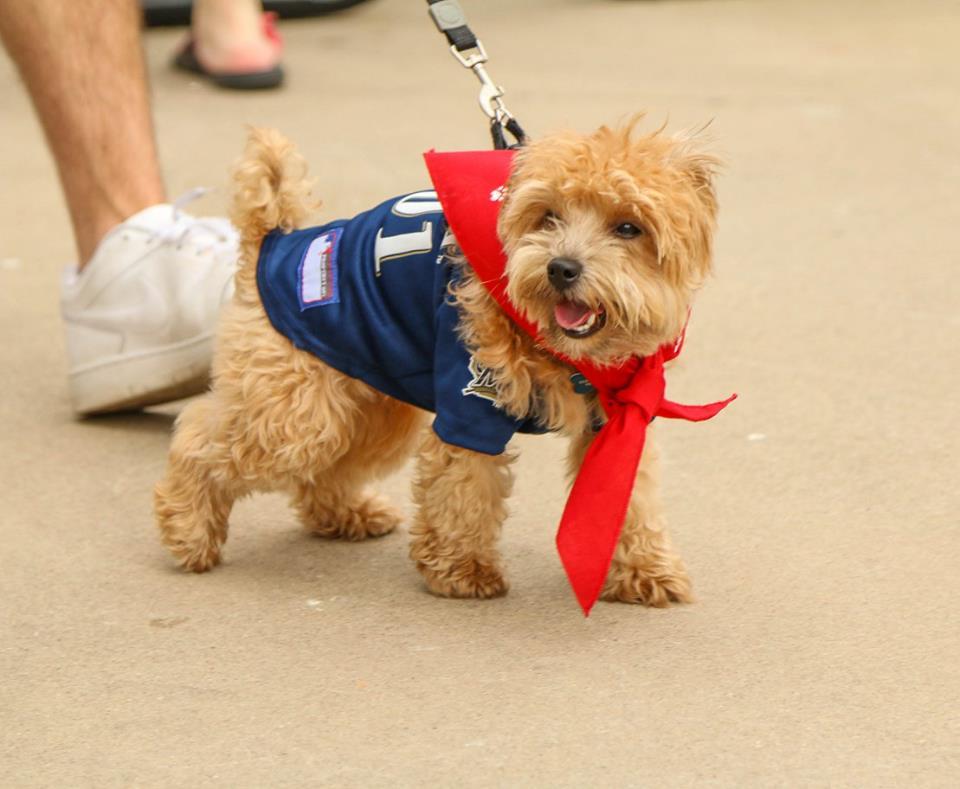 BringFido To Bark In The Park With The Wisconsin Timber Rattlers bringfido-to-bark-in-the-park-with-the-wisconsin-timber-rattlers