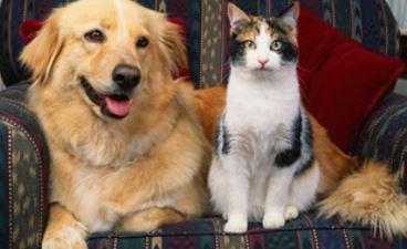 Friends Of Cats And Dogs Foundation Low Cost Spay Neuter Program