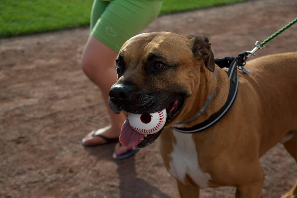 Pet Friendly Doggies at the Diamond with the Asheville Tourists