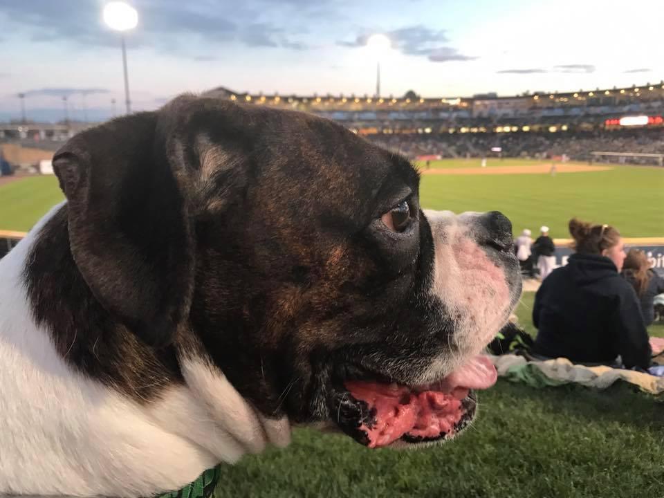 Pet Friendly Wet Nose Wednesdays with the Myrtle Beach Pelicans