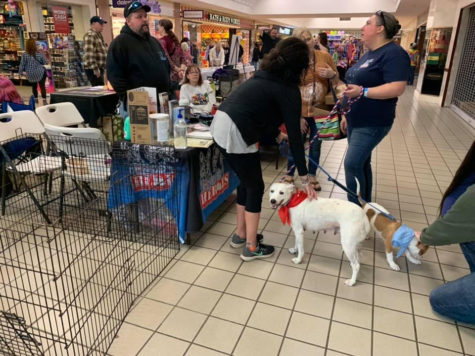 CANCELED South Mall Pet Expo II