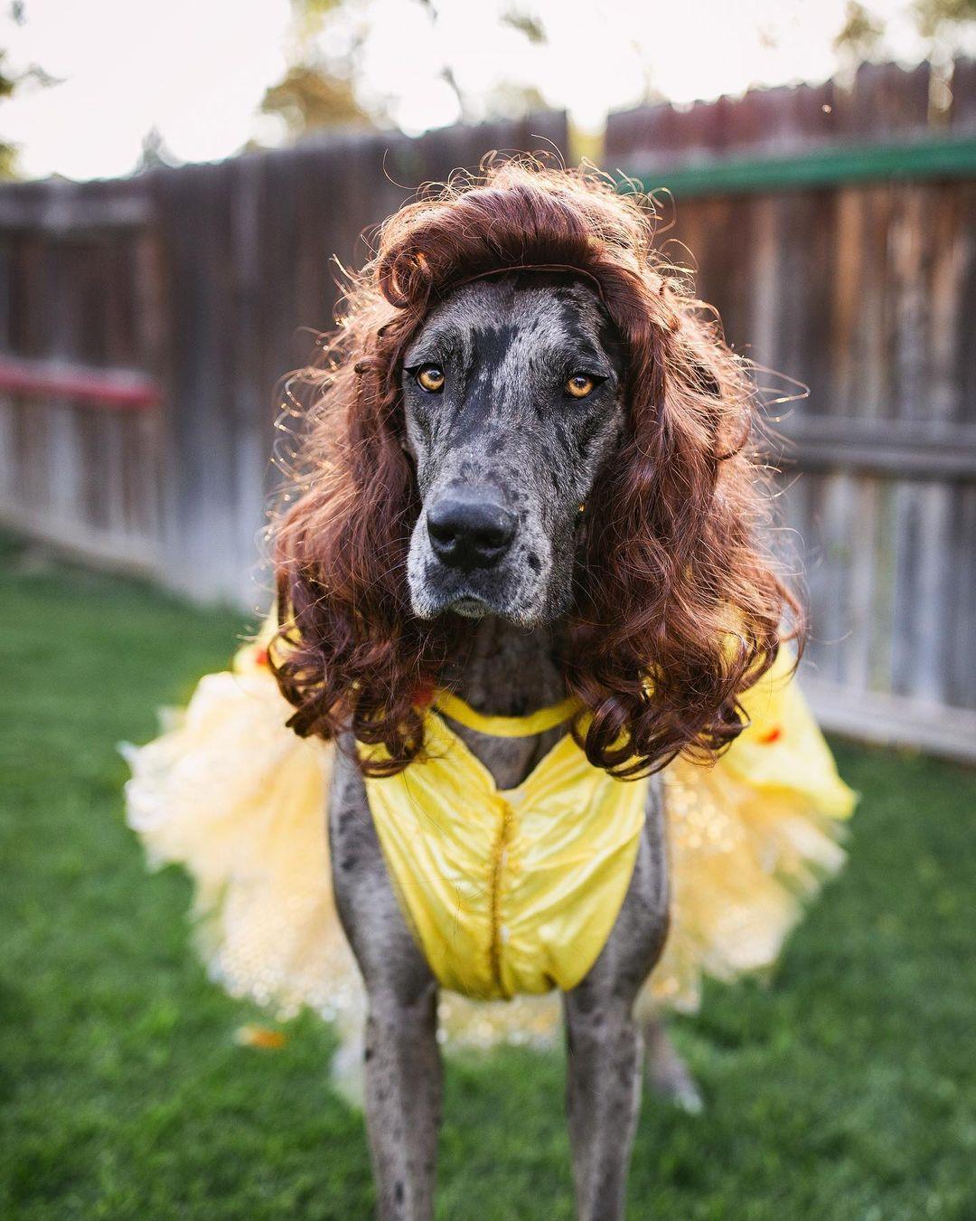 Best great dane costumes sale