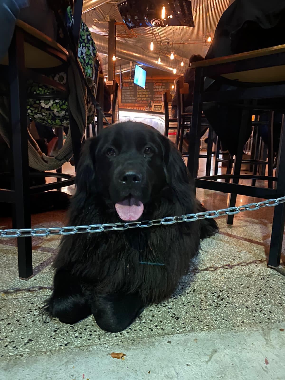 Pet Friendly Brooks Brewing South