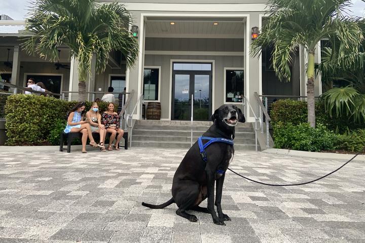 Pet Friendly Doc Ford's Rum Bar & Grille