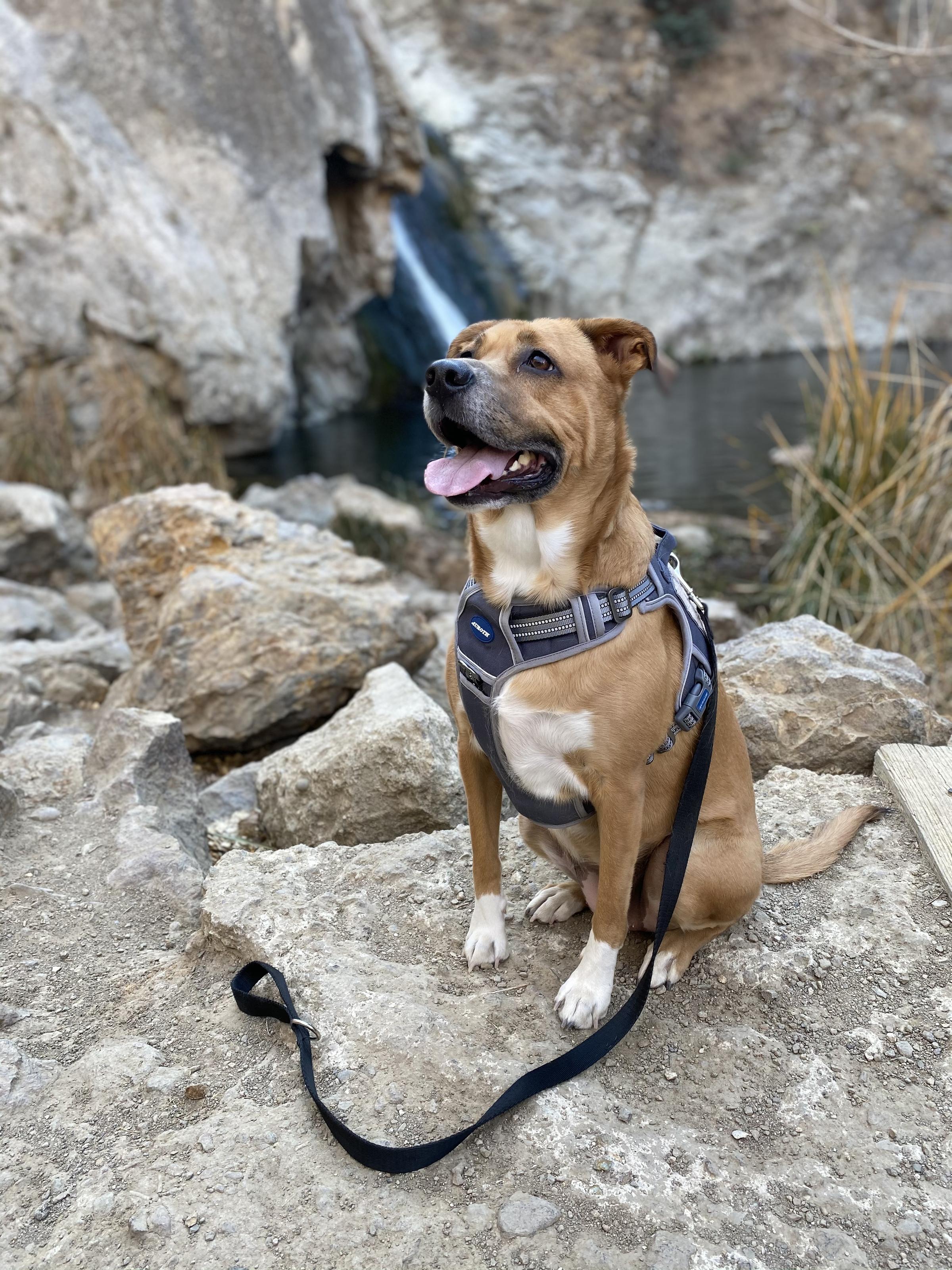 Paradise Falls – Hiking Girl with Dog