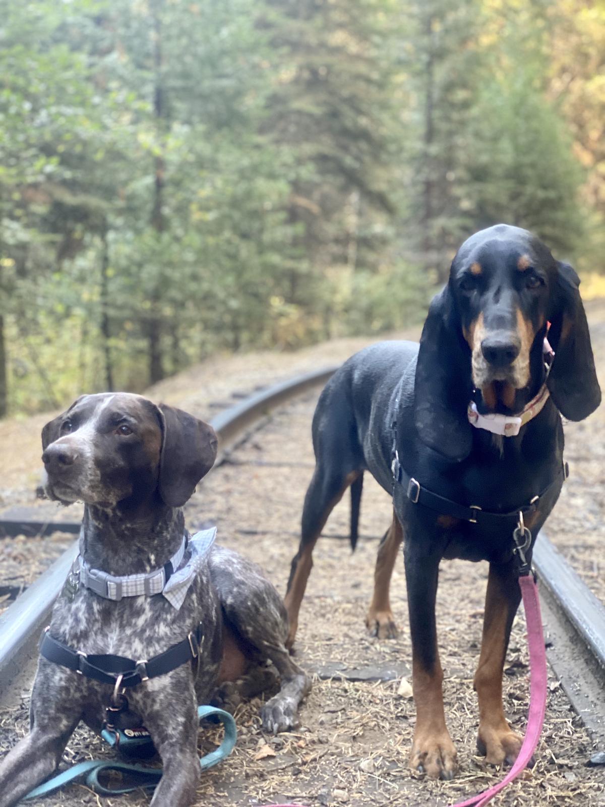 dog friendly yosemite