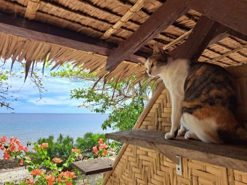 Pet Friendly Paseo del Mar Seaside Inn