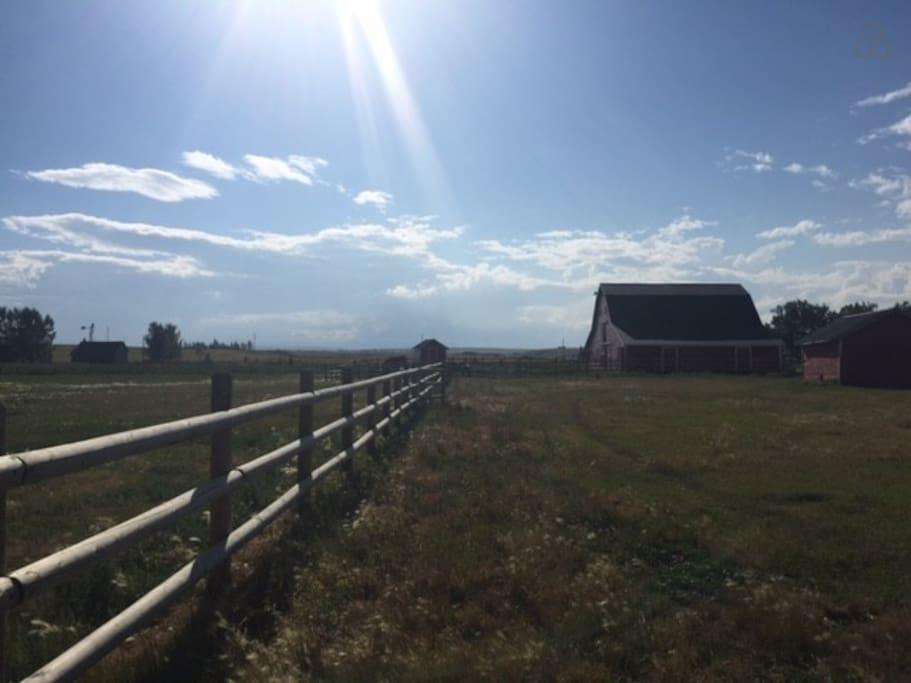 Pet Friendly Hotels In High River Ab Bring Fido - 