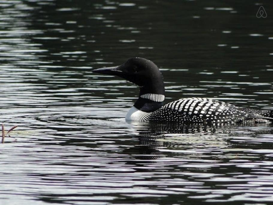 Stevens Point Airbnb Rentals Pet Policy