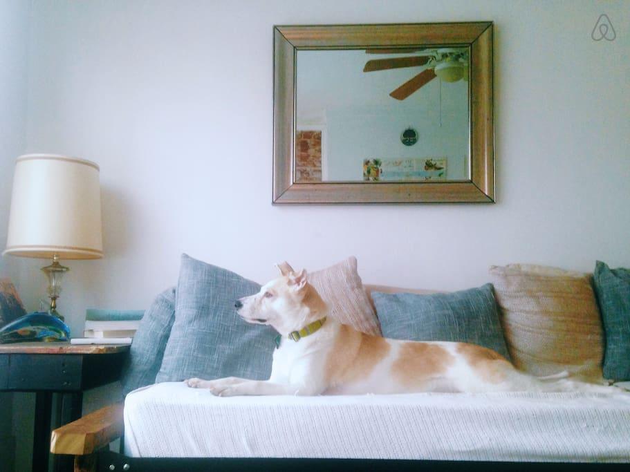 Pet Friendly Kanawha City Airbnb Rentals