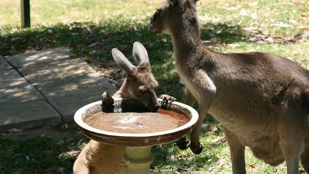 Family Beach Getaway Close to Mandurah CBD Pet Policy