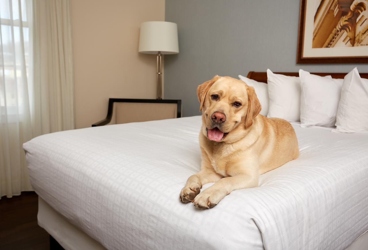 staunton va hotels pet friendly