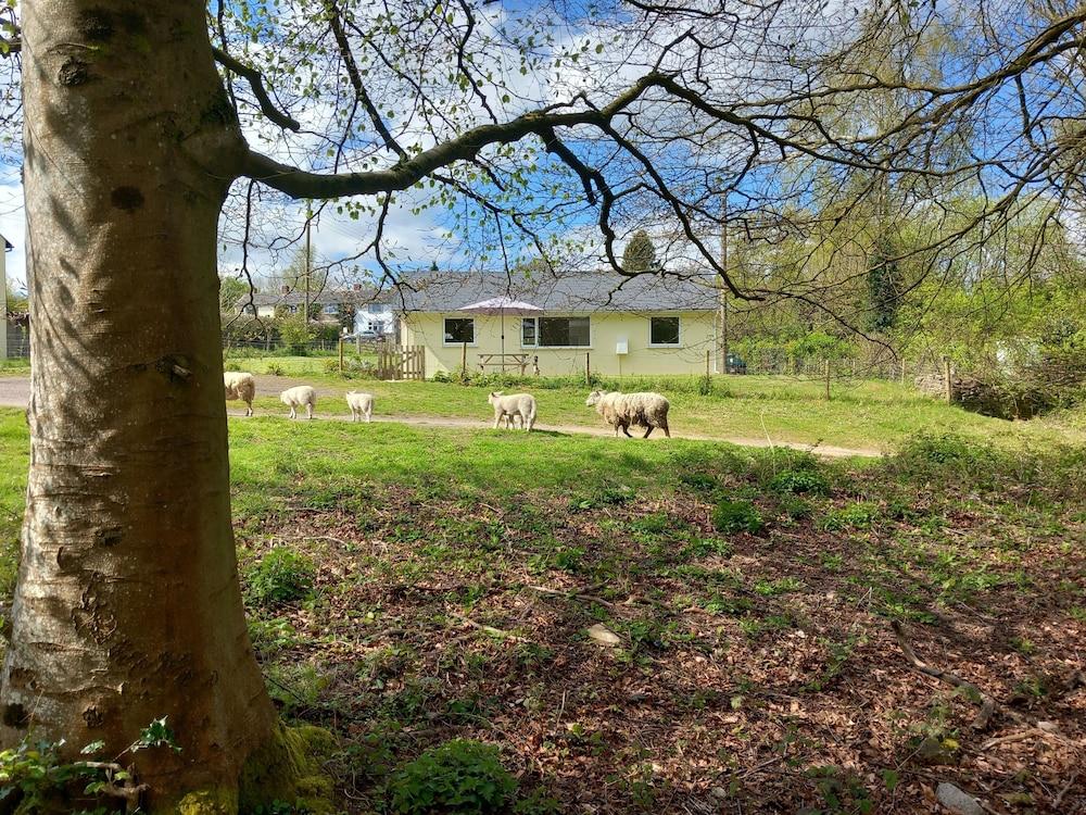 Pet Friendly The Bungalow Forest of Dean