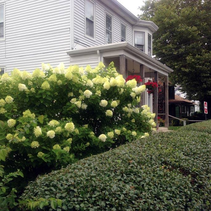 West Cape May Airbnb Rentals Pet Policy