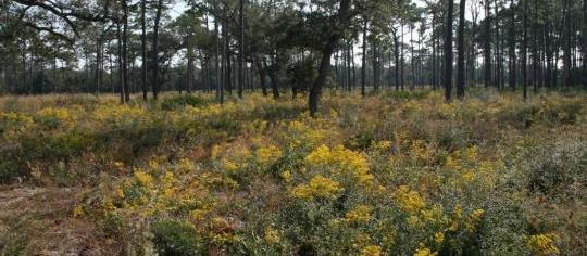 Picture of Rocky Bayou State Park Campground, a pet friendly campground in Niceville, FL. Picture of Rocky Bayou State Park Campground, a pet friendly campground in Niceville, FL.